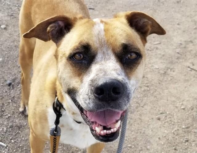 Adopt a friend: Tani